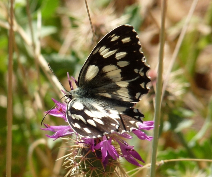 Farfalla da identificare - Melanargia galathea